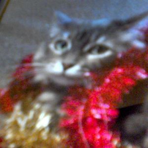 Meet your Posher, Cj